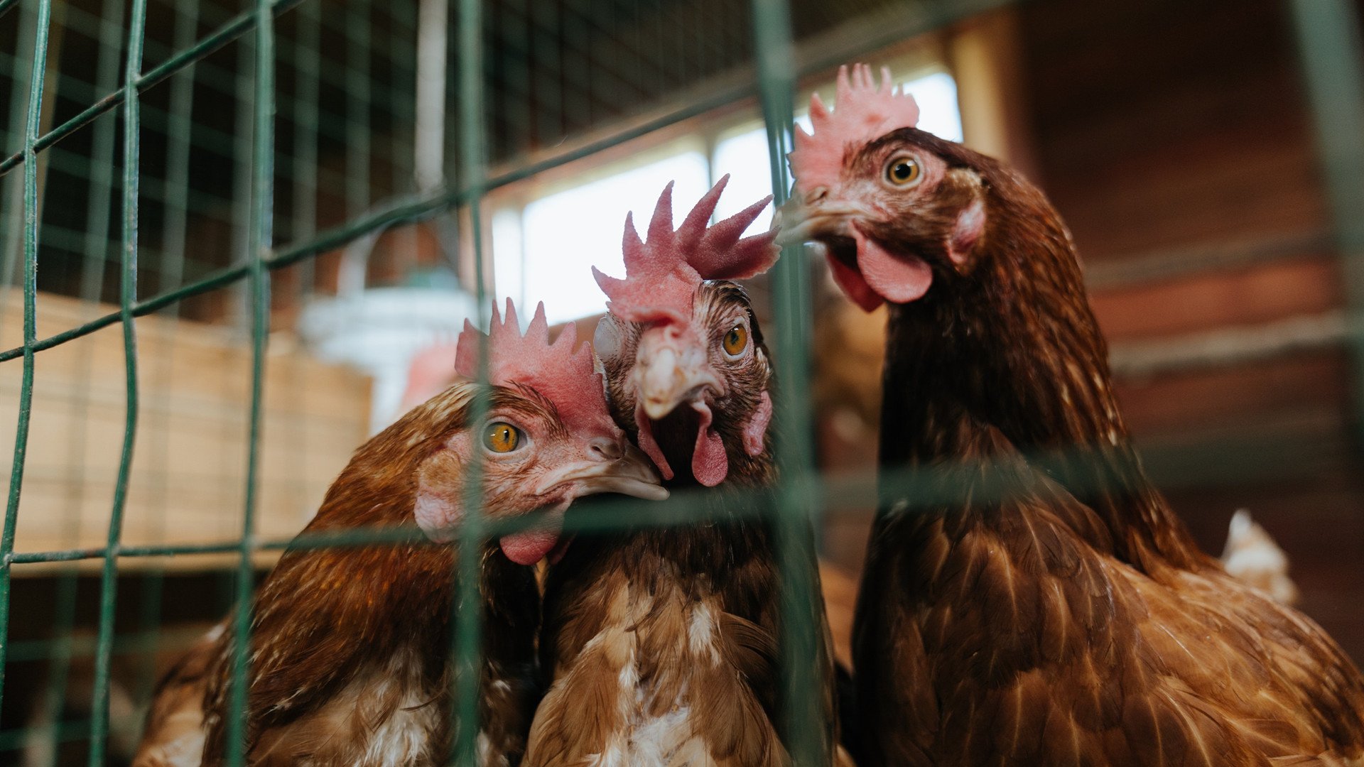 奥恰洛夫独得两分+制胜擦边球，德国3-2险胜英格兰，37岁老将嘶吼，我没有放弃！