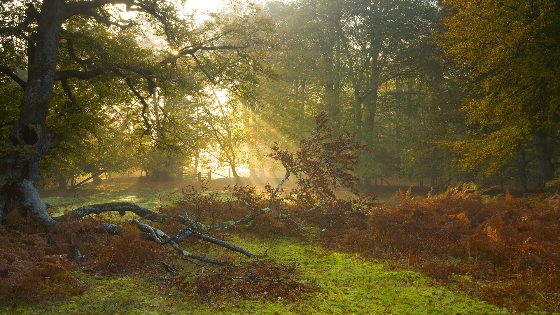 北欧风暴席卷曼谷,丹麦队战术完胜,辛杜火山喷发无可阻挡