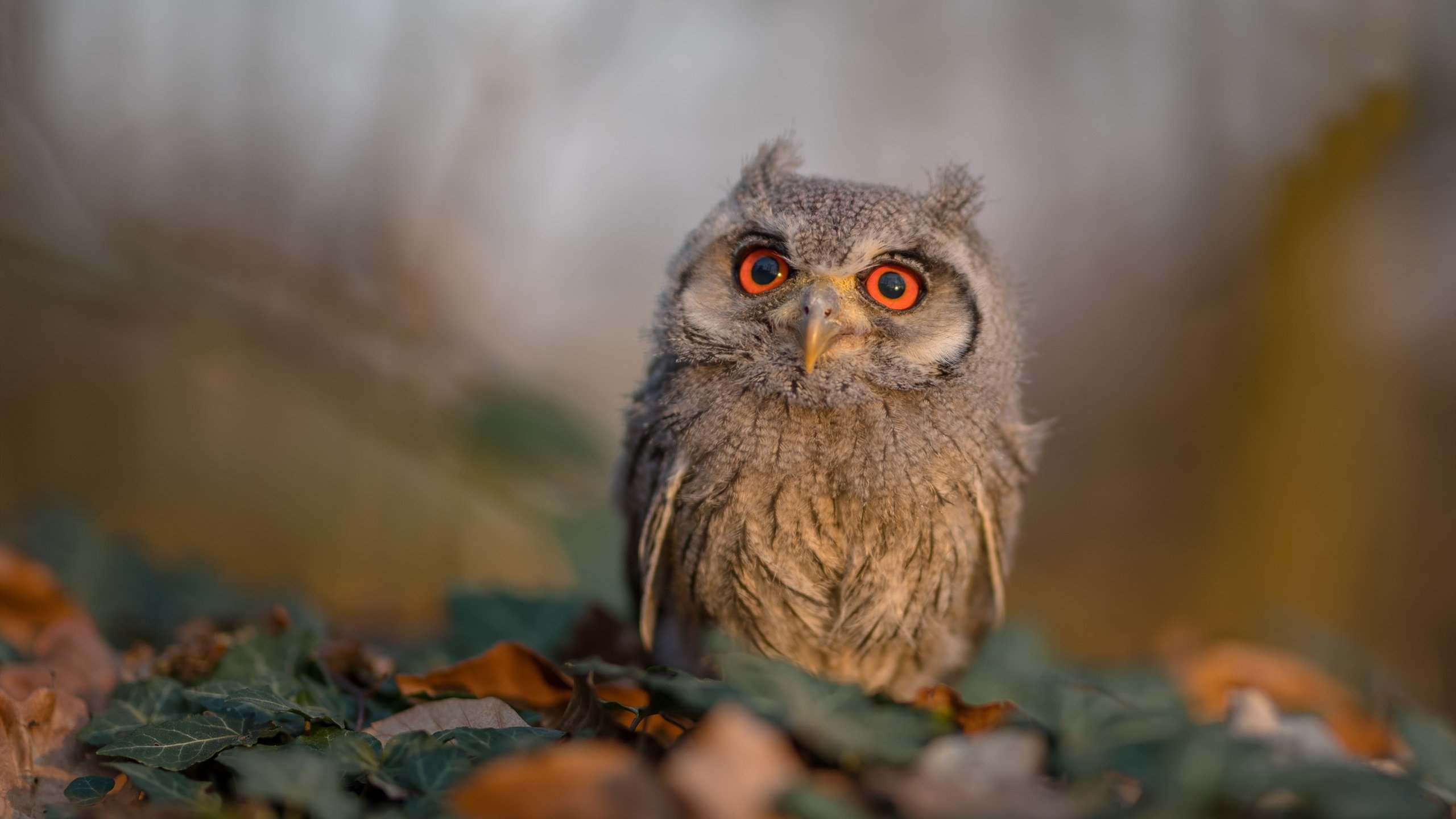 金色飞刃刺破维罗德隆,德里赫特的毁灭与救赎