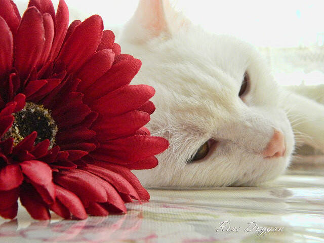 绿茵公牛角斗篮球霸主，一场跨次元的爆冷启示录