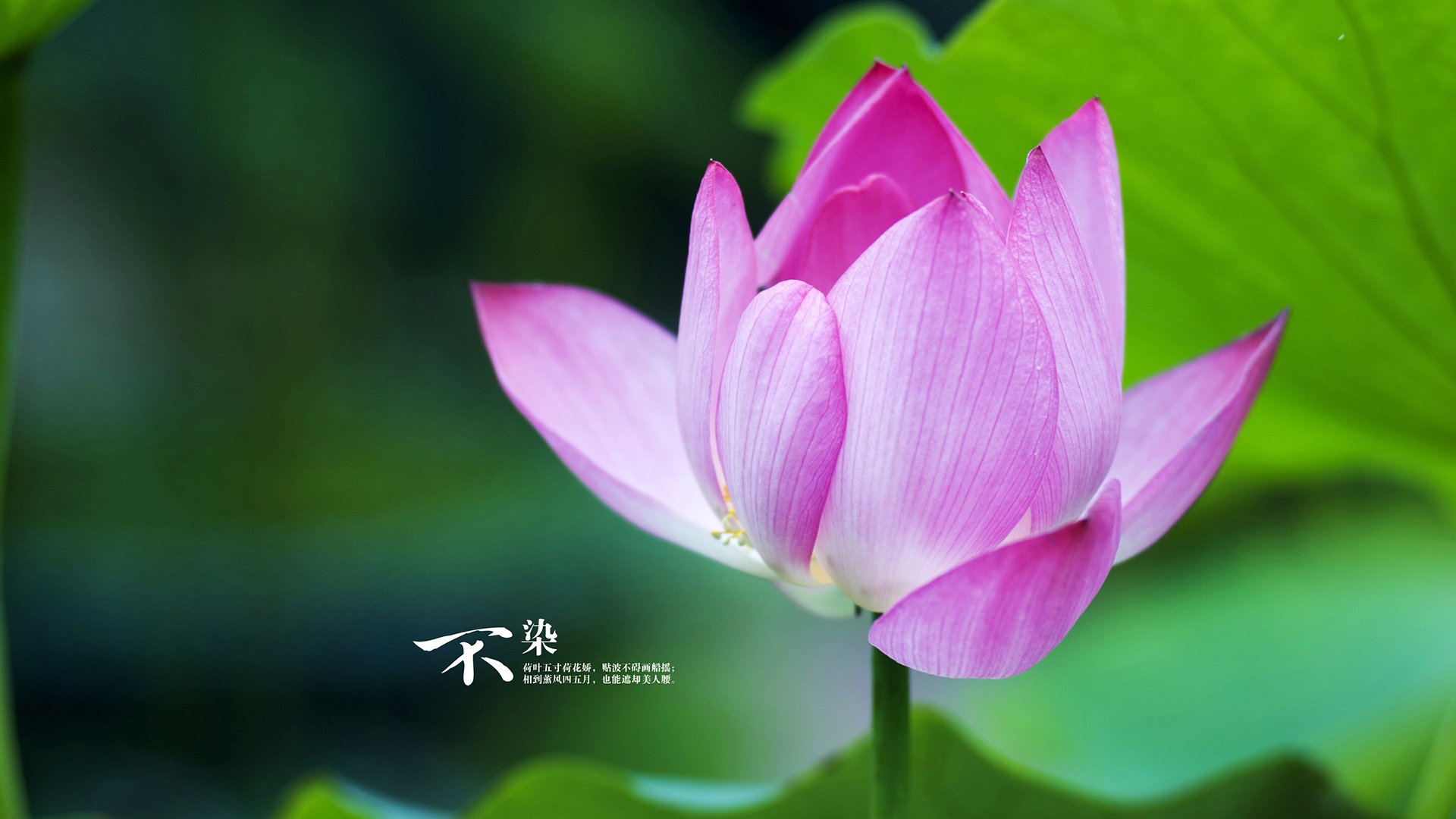 唯一性的双星闪耀,苏格兰单节定乾坤,凯塞多德比封王