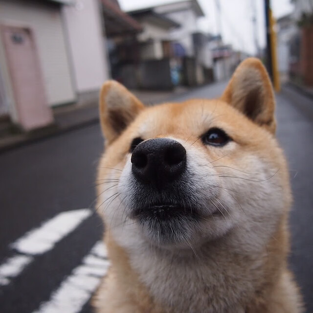鹈鹕筑起叹息之墙，保罗魔法秀征服花园球馆