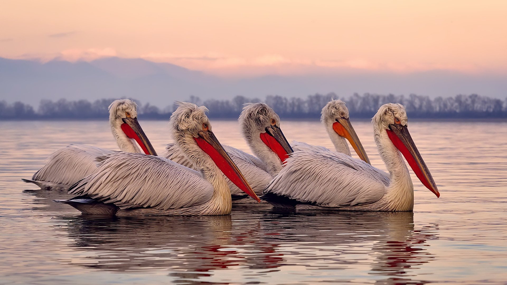 掌控节奏的智者，北京队如何以慢制快锁定胜局，马克西成关键先生