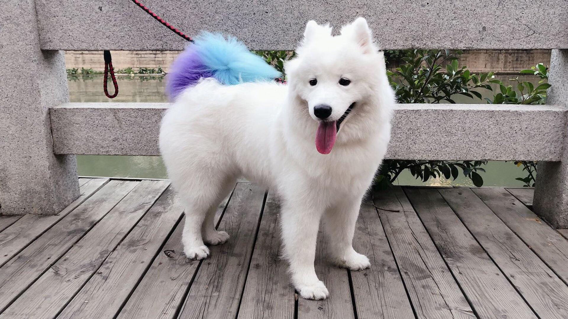 双面神剧本，格列兹曼一手导演法兰西，摩洛哥铁血收割乌拉圭