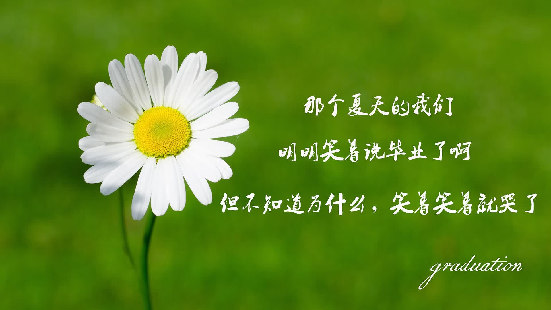 无声的闪电,2026世界杯C组,匈牙利如何用阿方索·戴维斯撕碎喀麦隆的防线